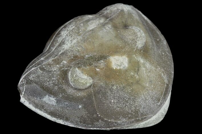 Wide, Enrolled Isotelus Trilobite - Mt Orab, Ohio #115246